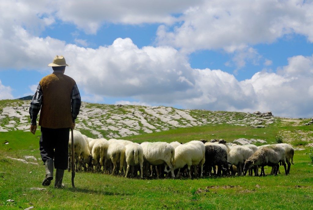 man manning the sheeps