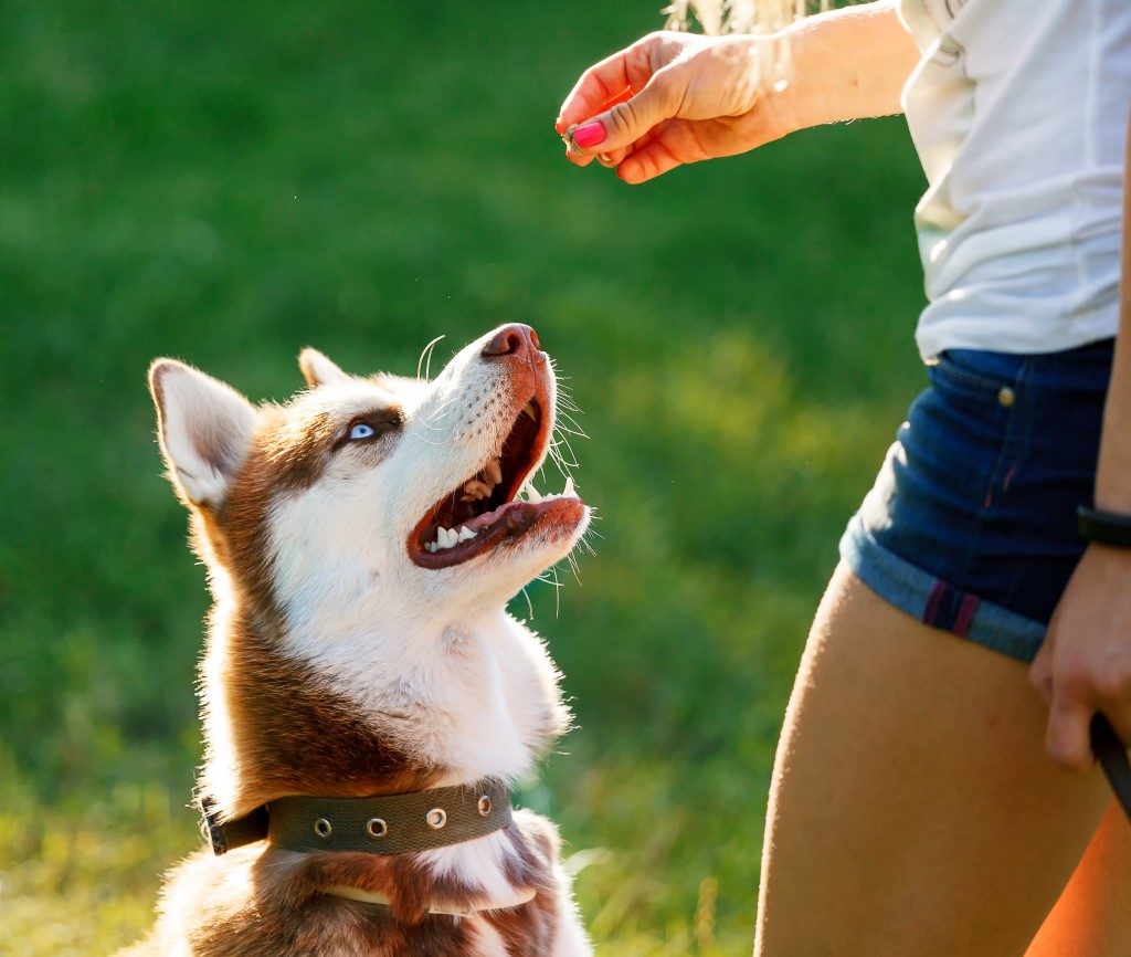Trainer gives the husky dog a reward
