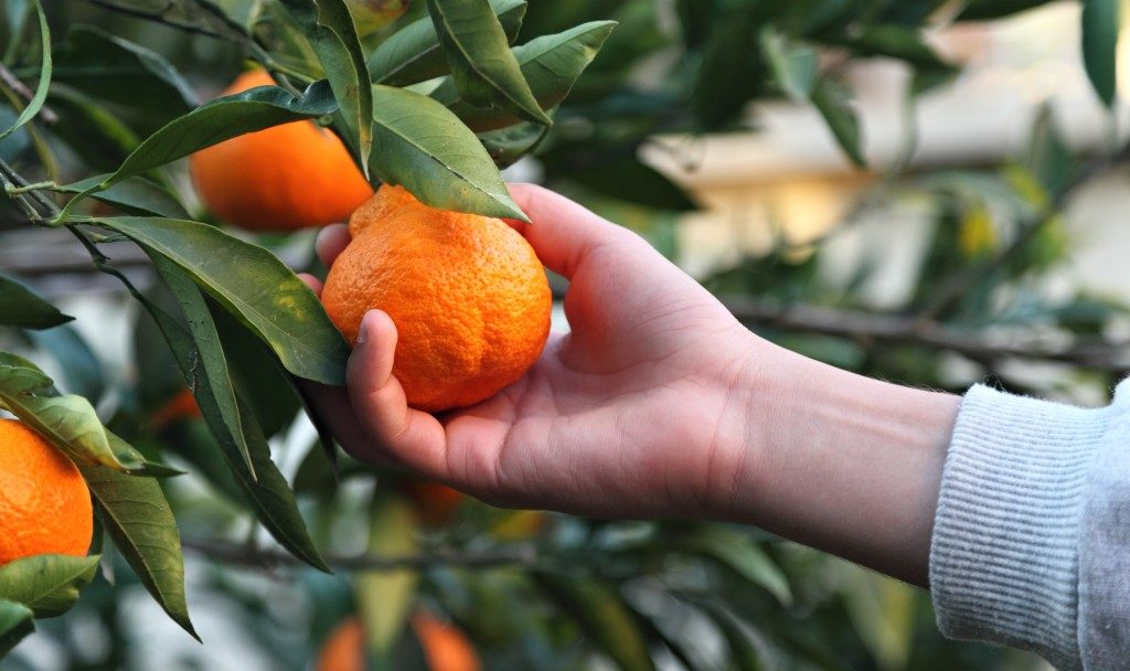 Picking orange from a tree
