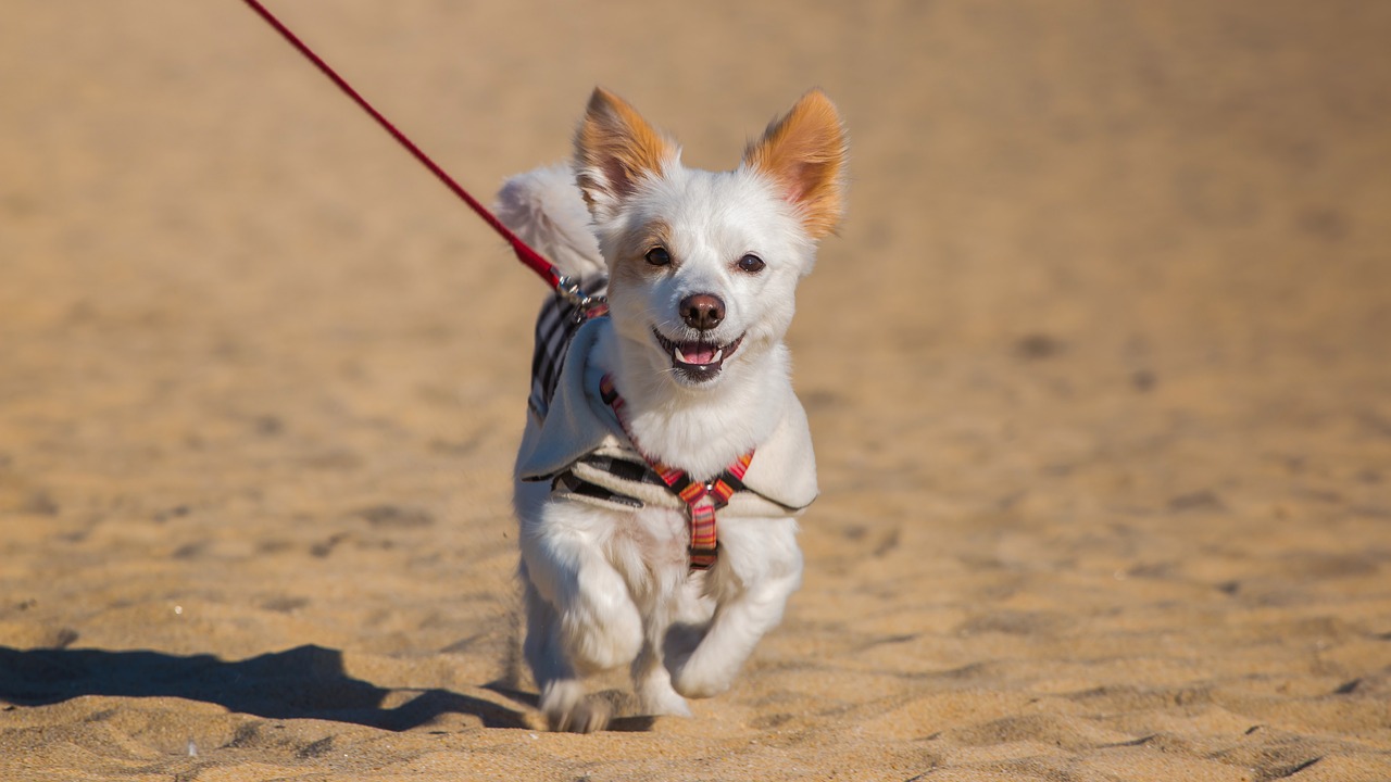 dog running in sand