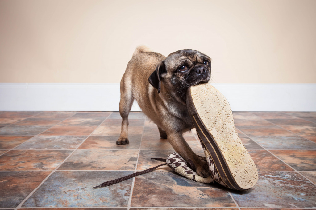 A dog chewing on a shoe