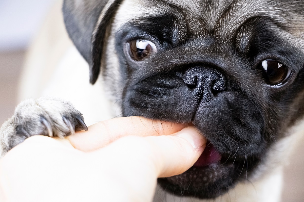 why-does-my-dog-bite-his-nails-causes-symptoms-and-solutions