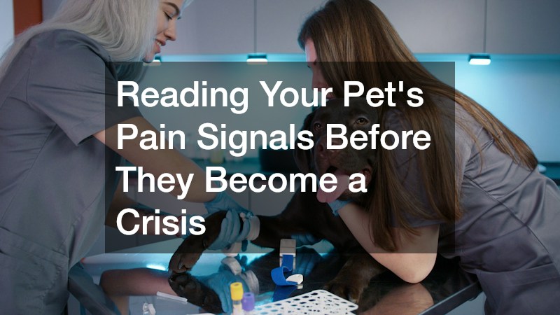 Reading Your Pet's Pain Signals Before They Become a Crisis