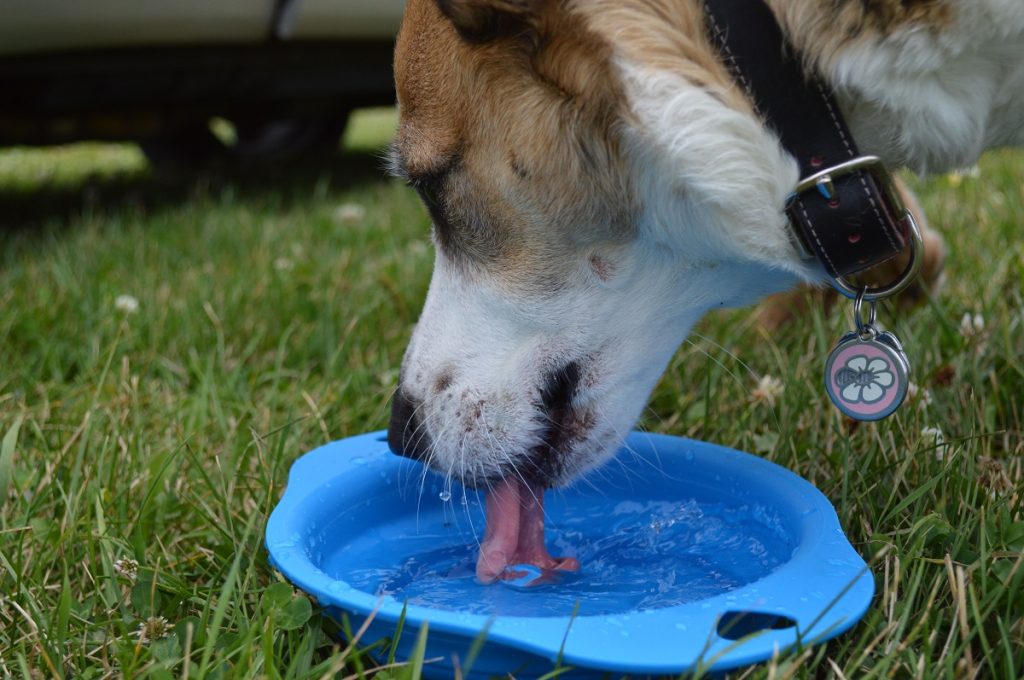 dog drinking water from a blue bowl