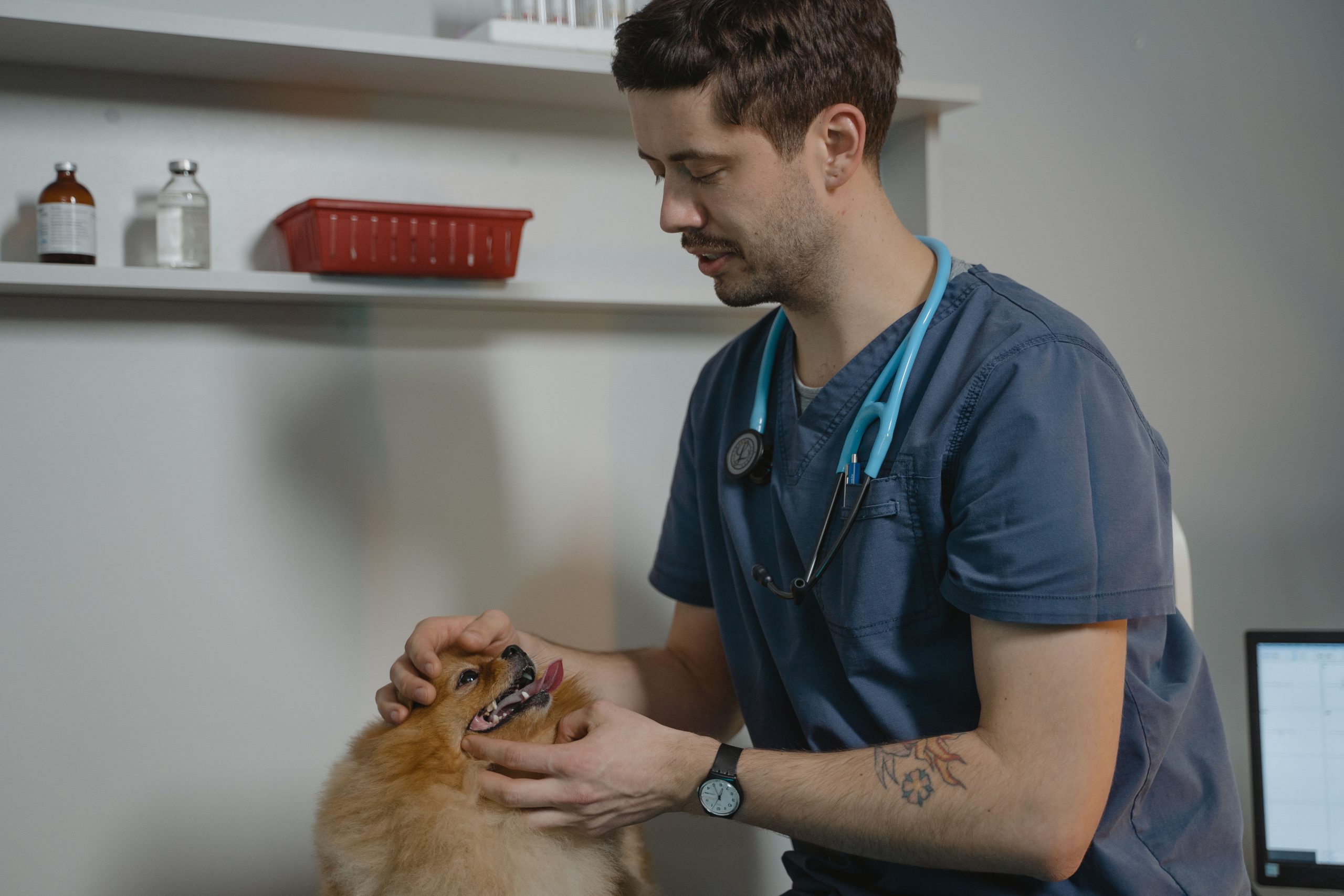 veterinarian examining a pomeranian