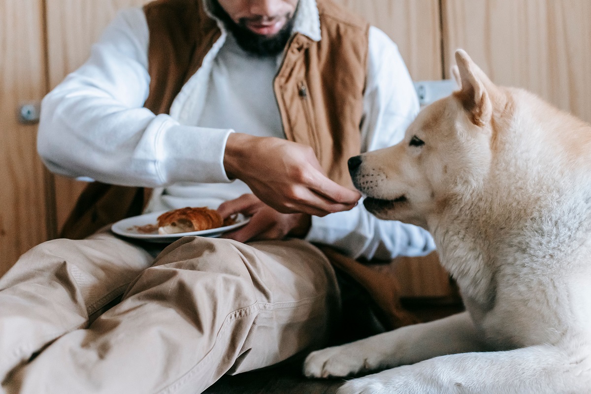 man handfeeding his dog